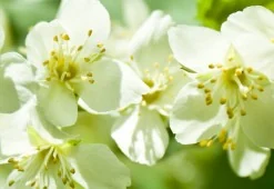 Set vasi Sakura